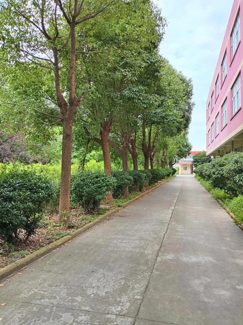 绿化养护：打造自然之美